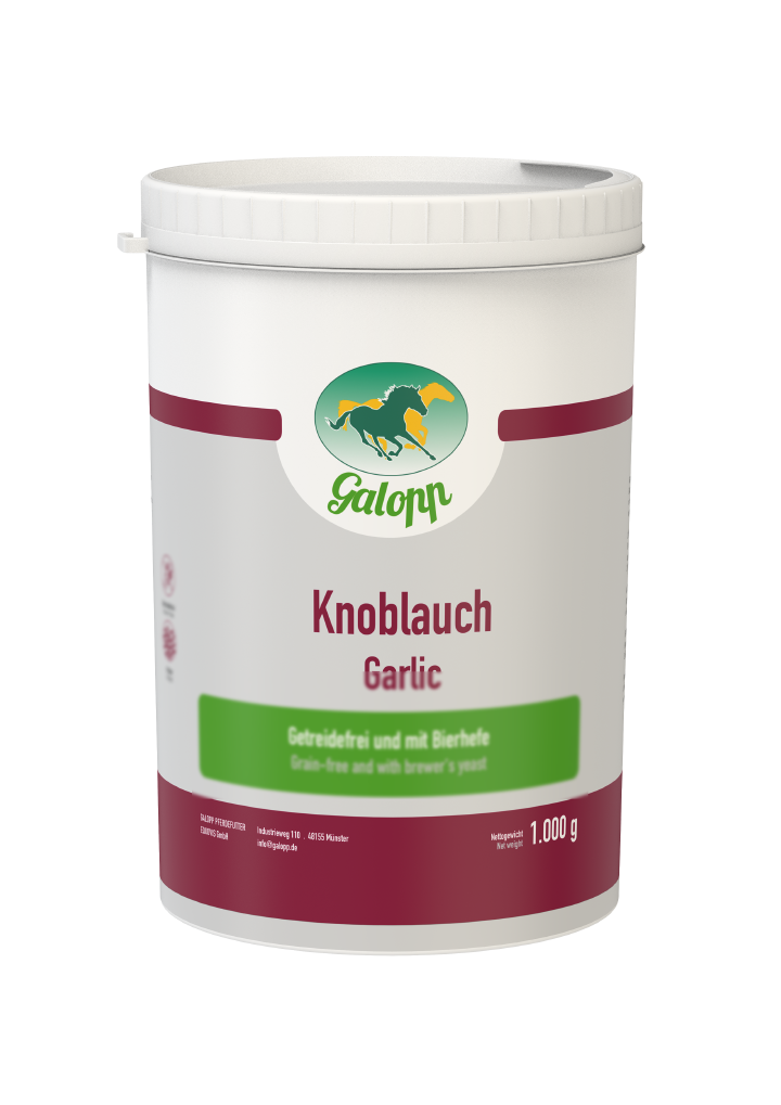 Galopp Knoblauch